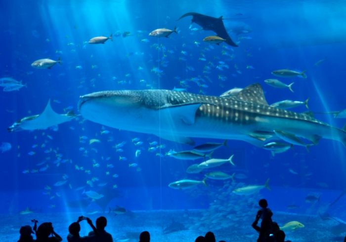 沖繩水族館