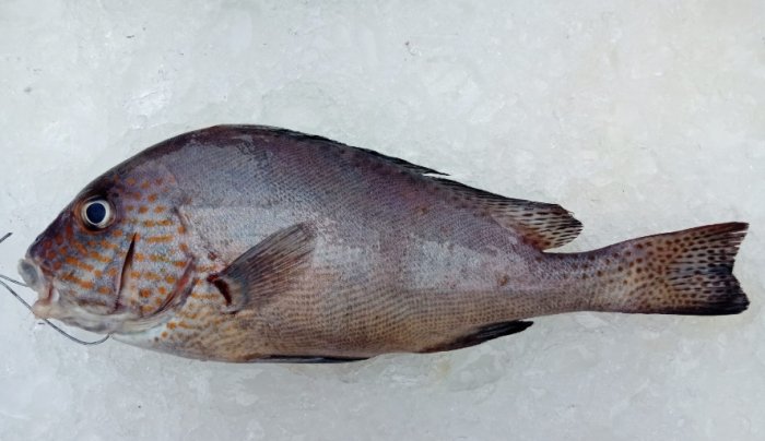 包公魚 包公魚