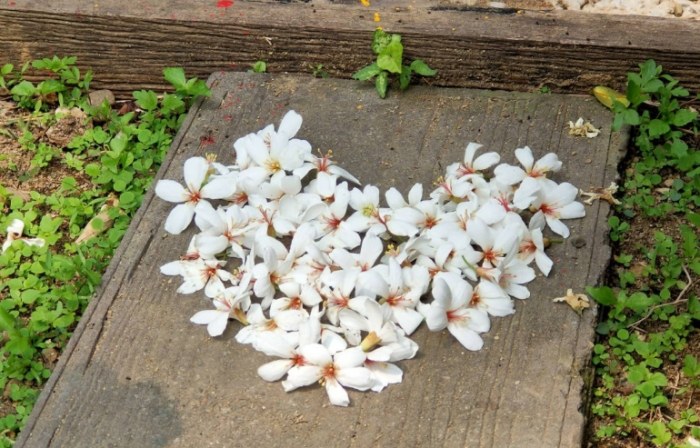 福田生態社區桐花步道 福田生態社區桐花步道