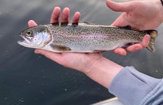 鱒魚 鱒魚