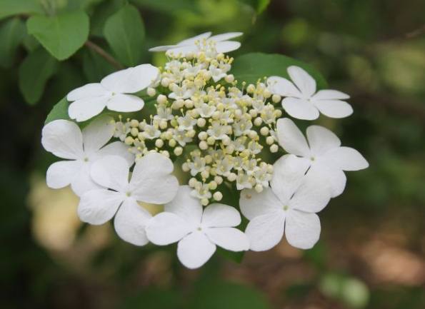 瓊花 瓊花
