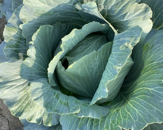 高麗菜種植 高麗菜種植