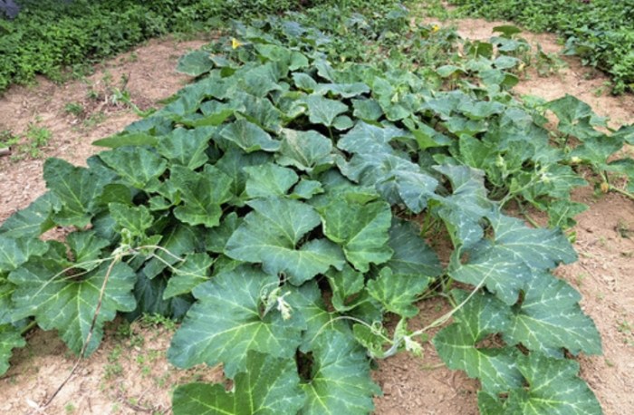 南瓜種植方法 南瓜種植方法