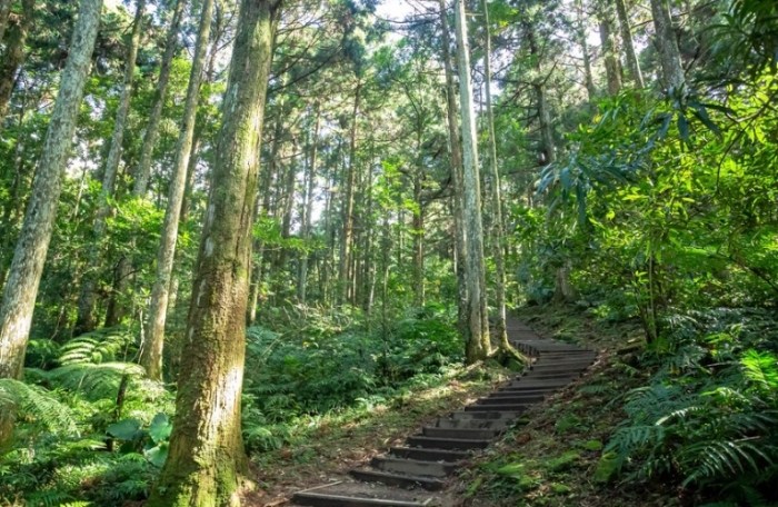 東眼山森林遊樂區 東眼山森林遊樂區