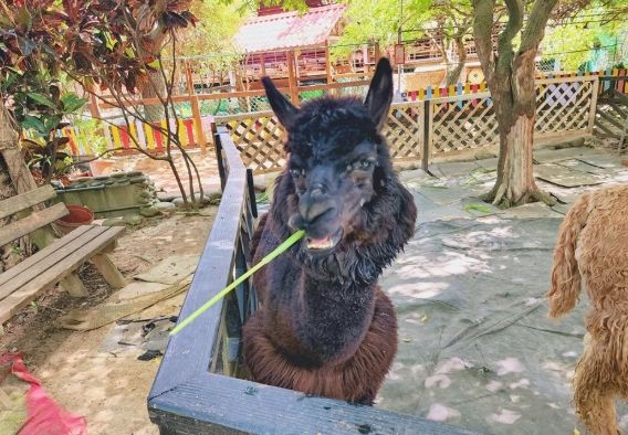 桃園動物園