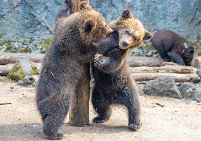 クマ牧場 クマ牧場