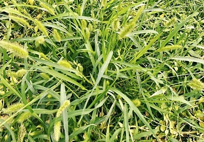 九尾草功效禁忌