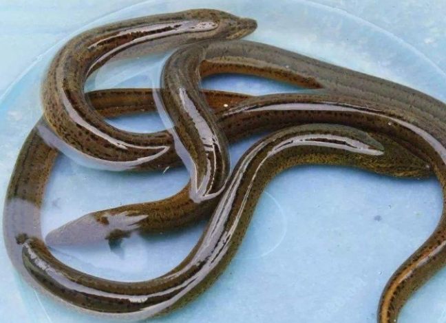 鱔魚 鱔魚