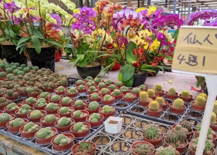 北投花市 北投花市