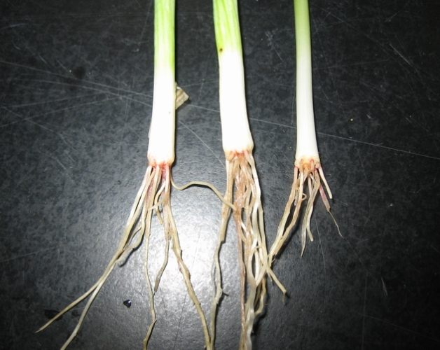 醉蝶花 醉蝶花