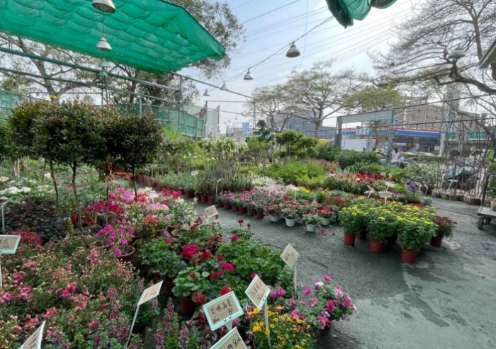 八角花市 八角花市