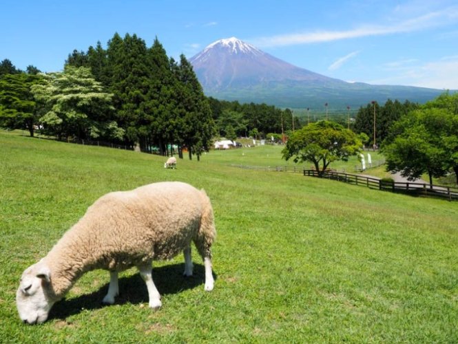馬飼野牧場 馬飼野牧場