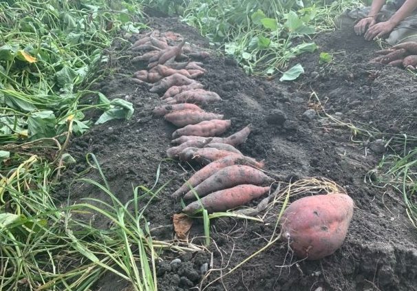 地瓜種植多久可採收 地瓜種植多久可採收