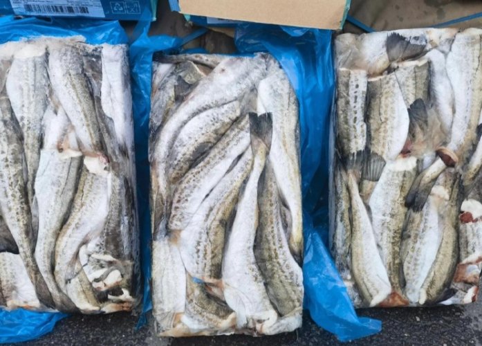 雪魚 雪魚