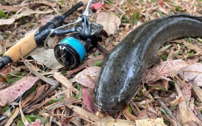 鱧魚 鱧魚