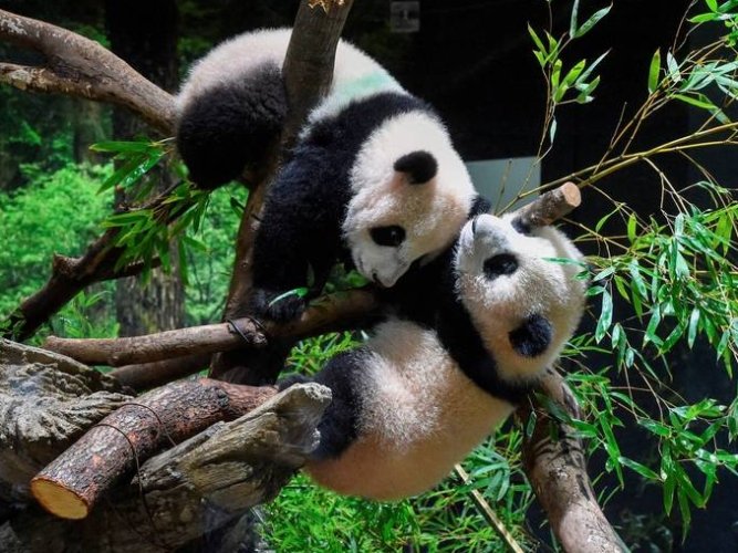 上野動物園 上野動物園