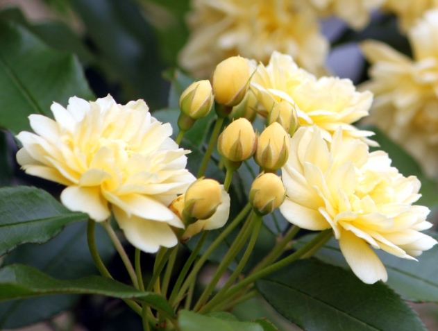 木香花 木香花