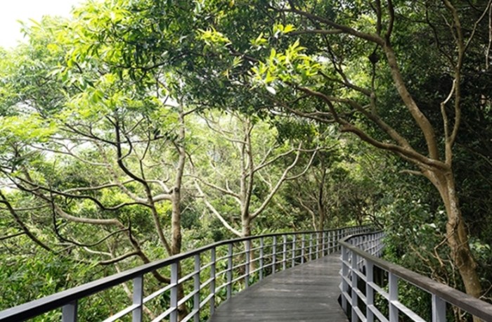林梢步道 林梢步道