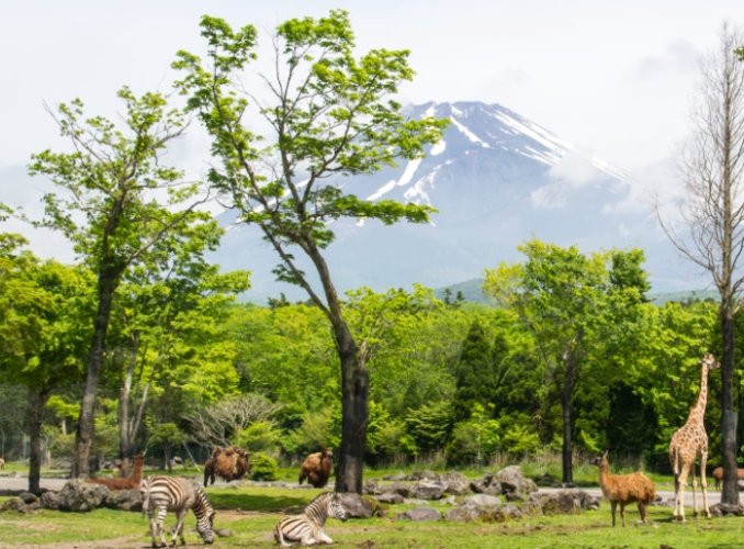 富士野生動物園 富士野生動物園