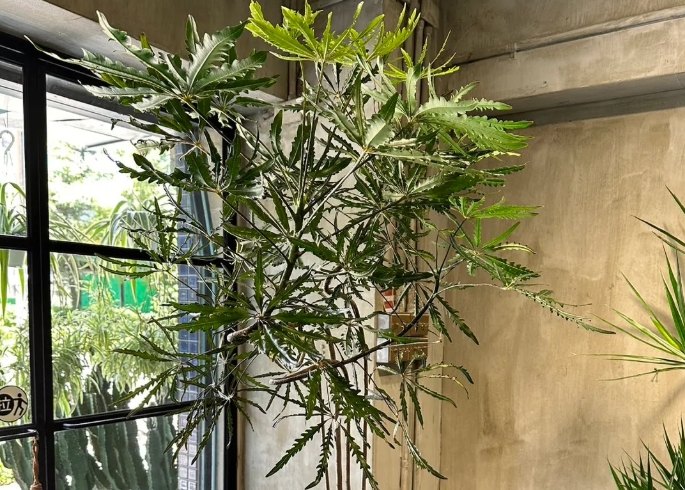 孔雀木 孔雀木