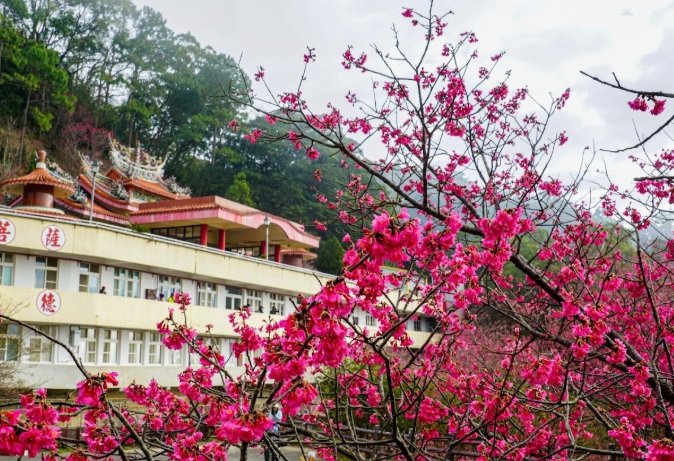 協雲宮櫻花步道