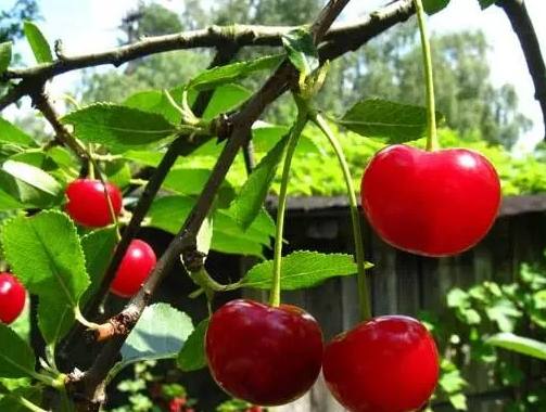 櫻桃好處 櫻桃好處