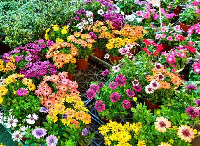大雅花市 大雅花市