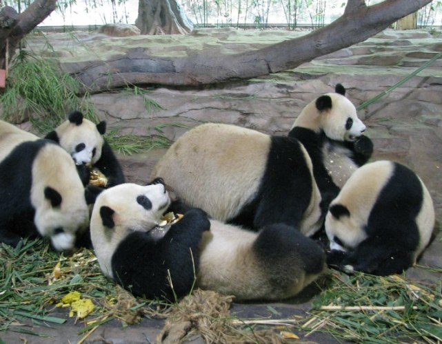 廣州長隆動物園 廣州長隆動物園