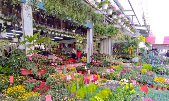 永春花市 永春花市