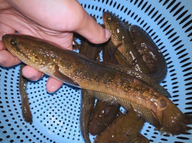 鱧魚 鱧魚