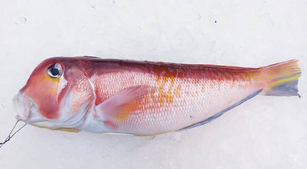 馬頭魚 馬頭魚