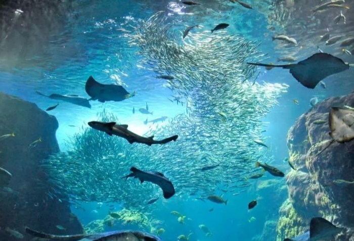 江之島水族館 江之島水族館