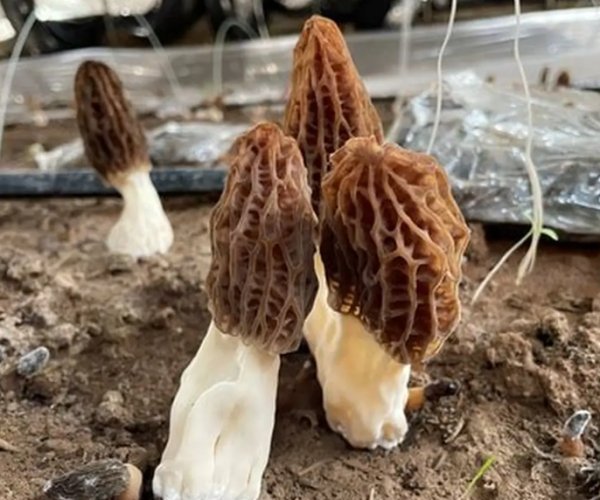羊肚菌功效 羊肚菌功效