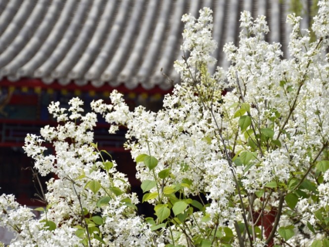丁香功效 丁香功效