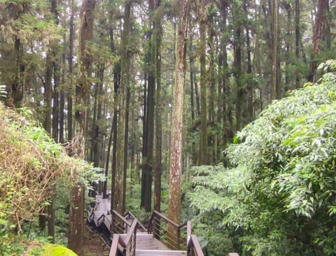 奮起湖杉林步道