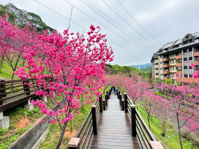 櫻花步道 櫻花步道