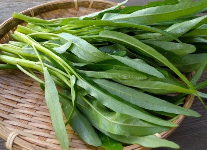 空心菜種植 空心菜種植