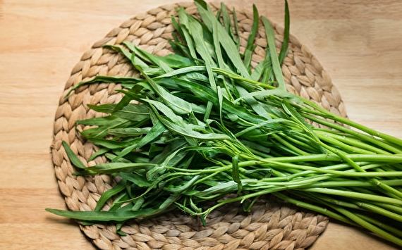 空心菜種植 空心菜種植