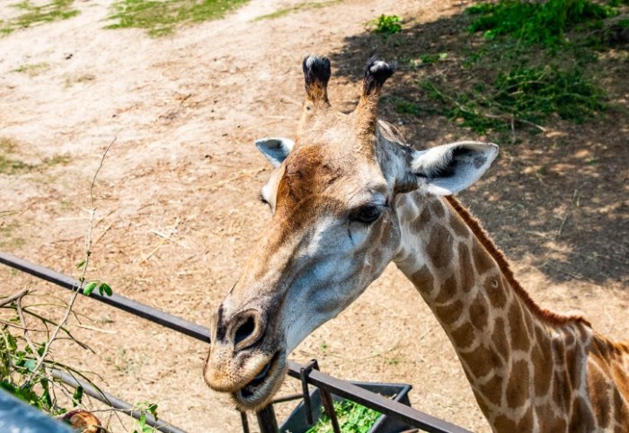 綠山動物園 綠山動物園