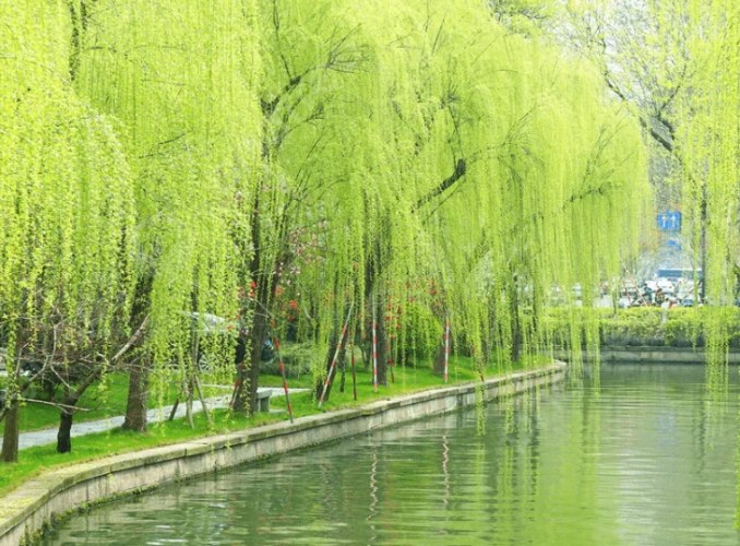柳樹 柳樹