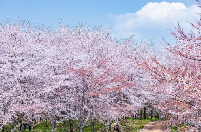 苑裡櫻花林步道 苑裡櫻花林步道