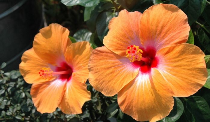 朱槿花語 朱槿花語