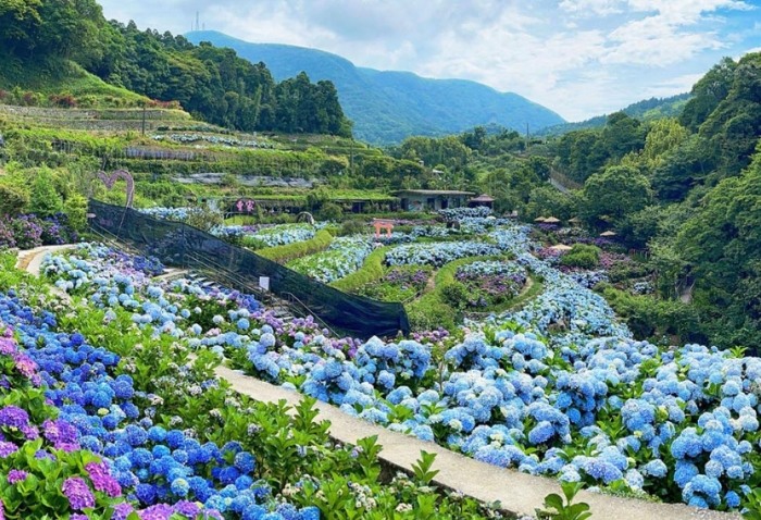 竹子湖 竹子湖