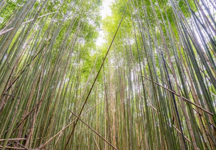 長壽山 長壽山