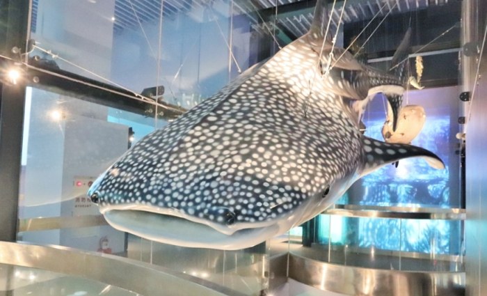 基隆水族館 基隆水族館