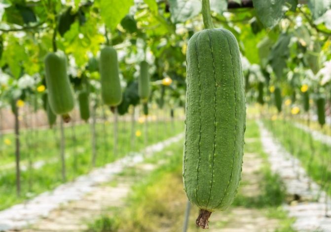 絲瓜種植月份 絲瓜種植月份