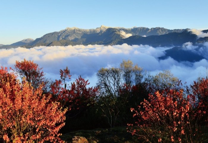阿里山森林遊樂區 阿里山森林遊樂區