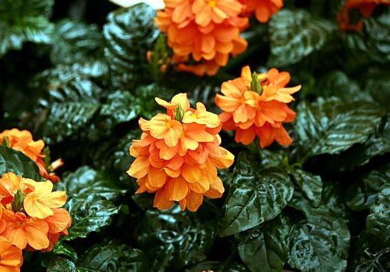 鳥尾花 鳥尾花