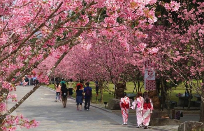 櫻花步道 櫻花步道