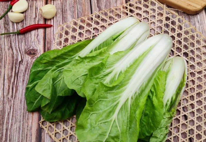 小白菜種植 小白菜種植